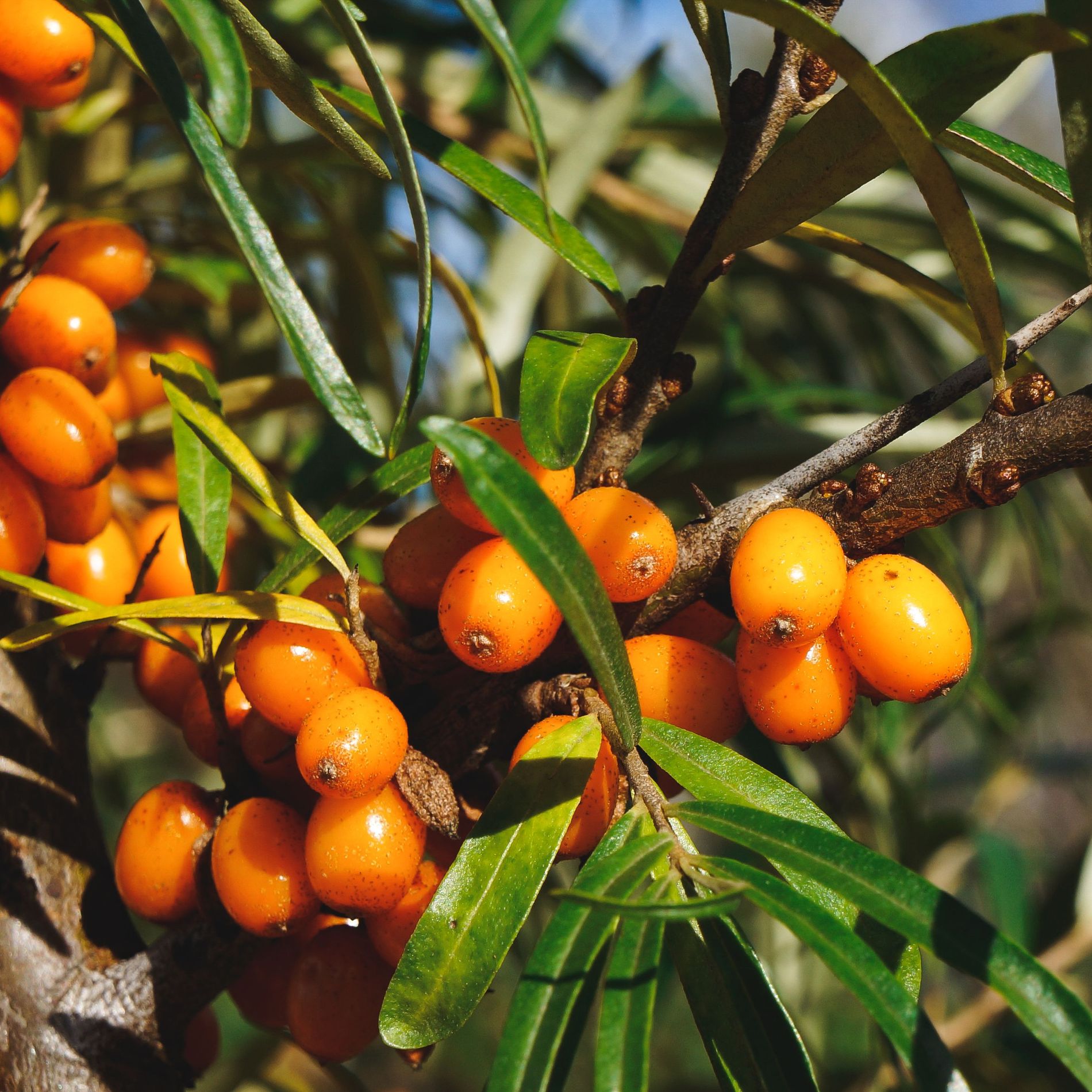 Sea buckthorn berries