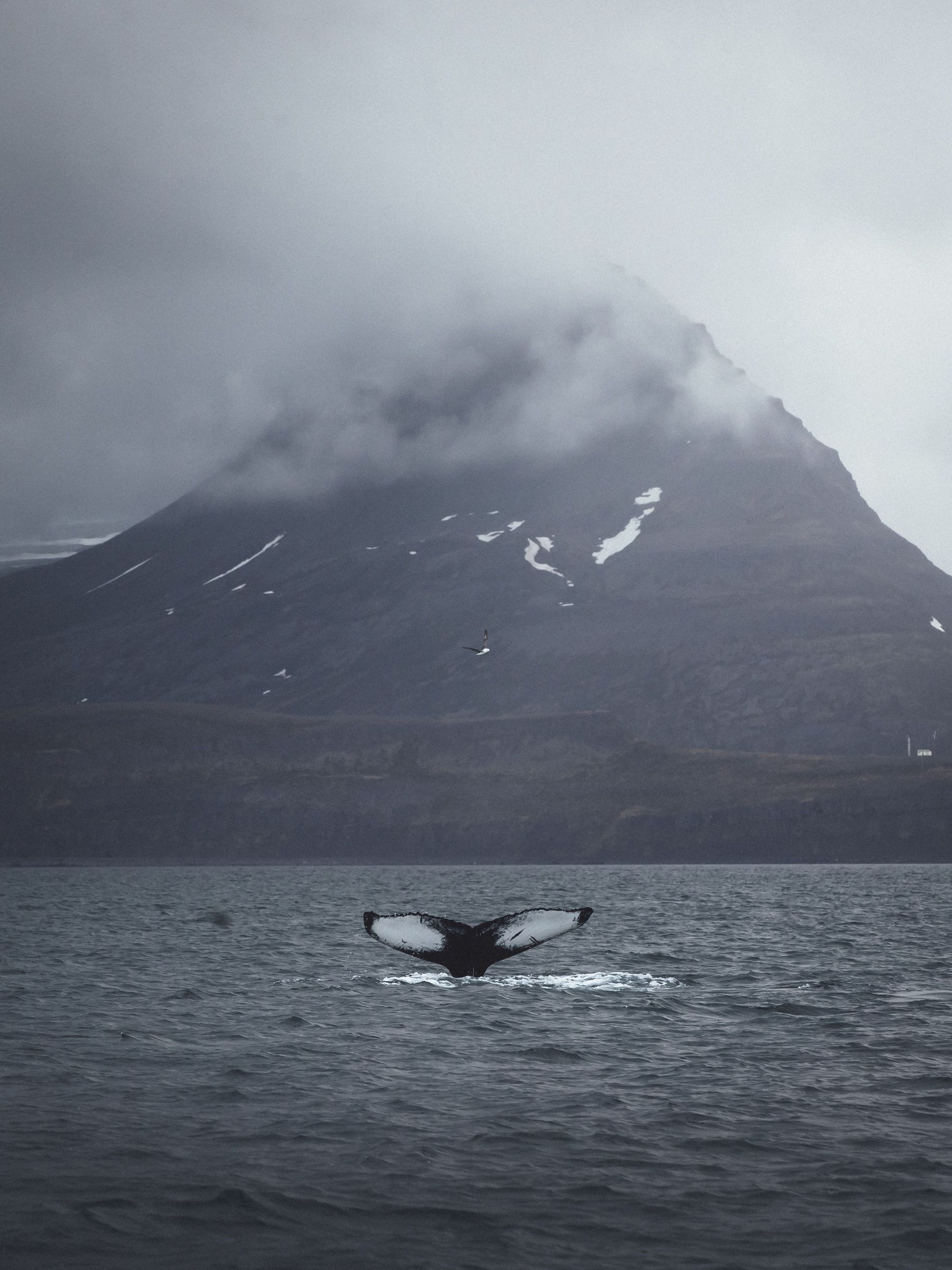 Ása Steinars Whale watching iceland