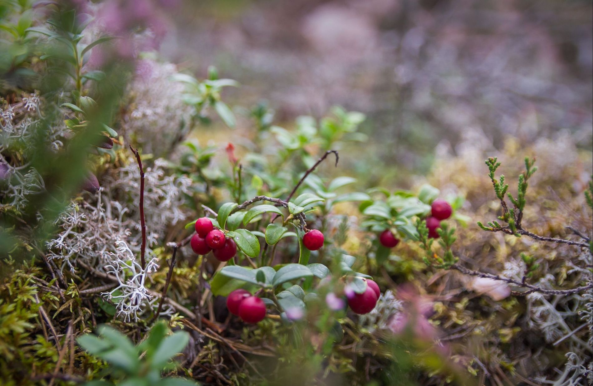 Lingonberries in Swedish forest