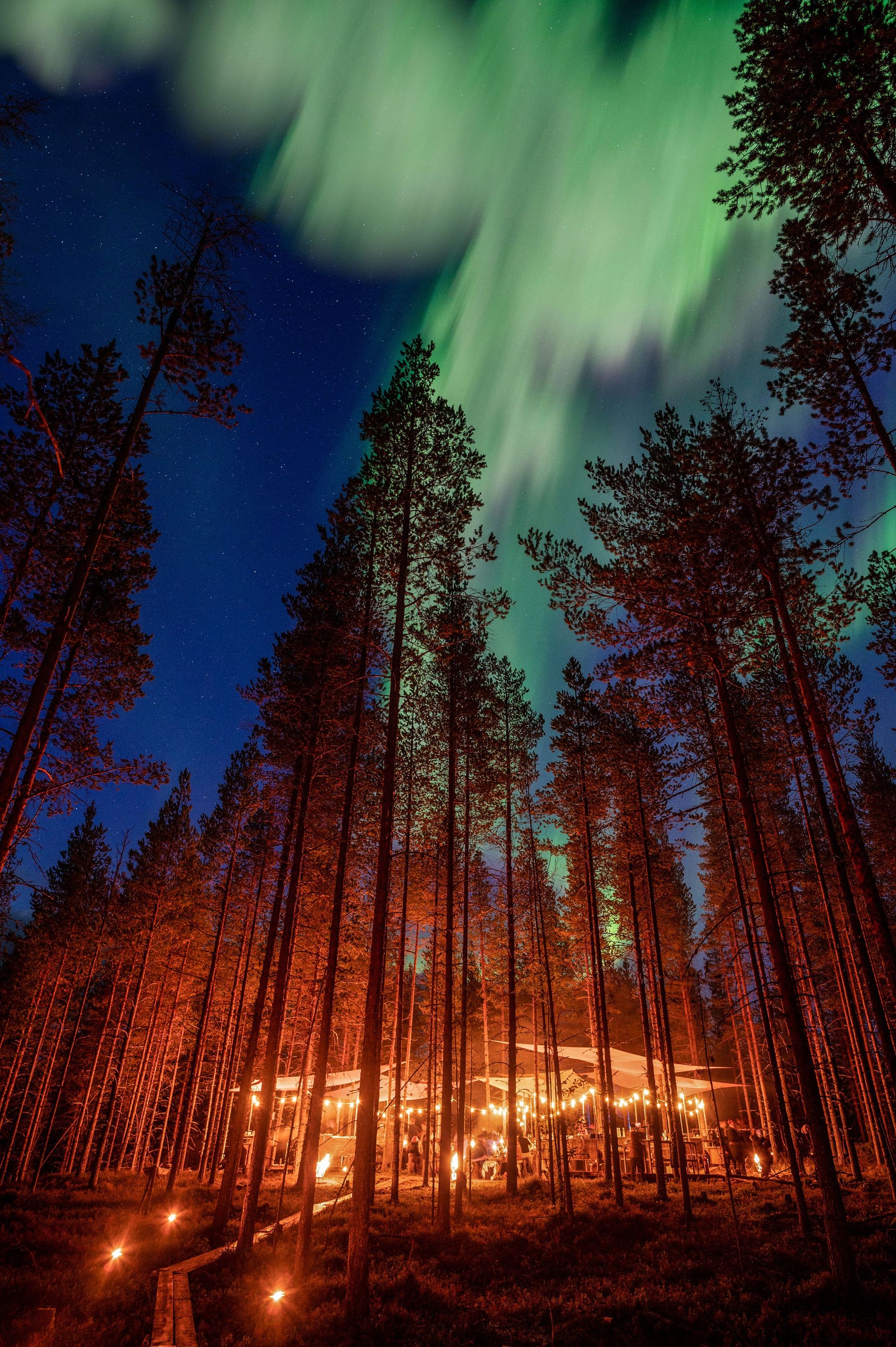 the Northern Lights shine over a forest in Swedish Lapland hosting the Stars du Nord food festival