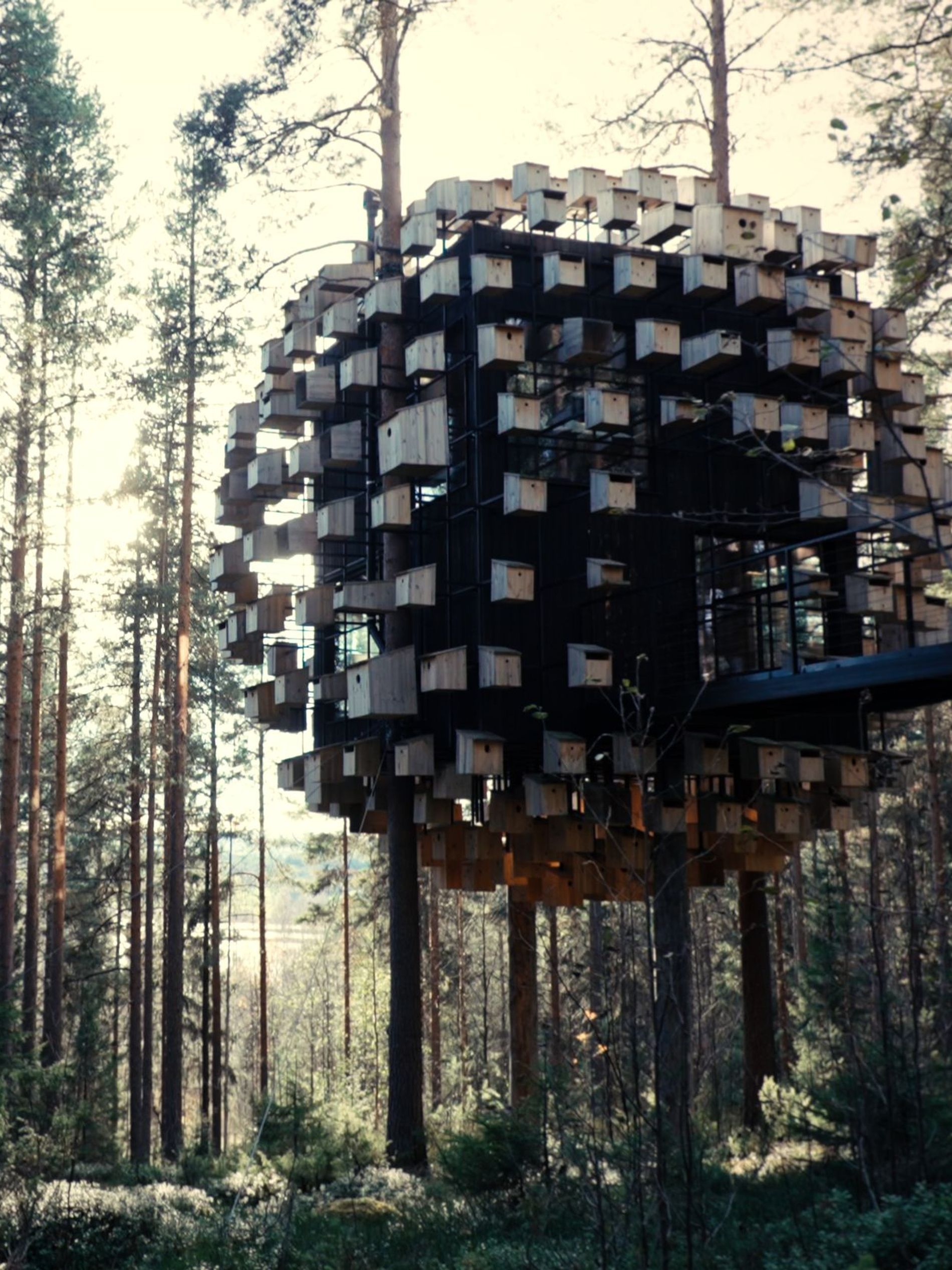 The biosphere room at Tree Hotel