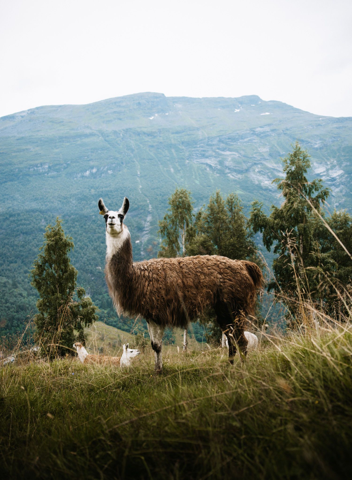 Geiranger How To Experience Norway S Most Spectacular Fjord From Every Angle Vogue Scandinavia