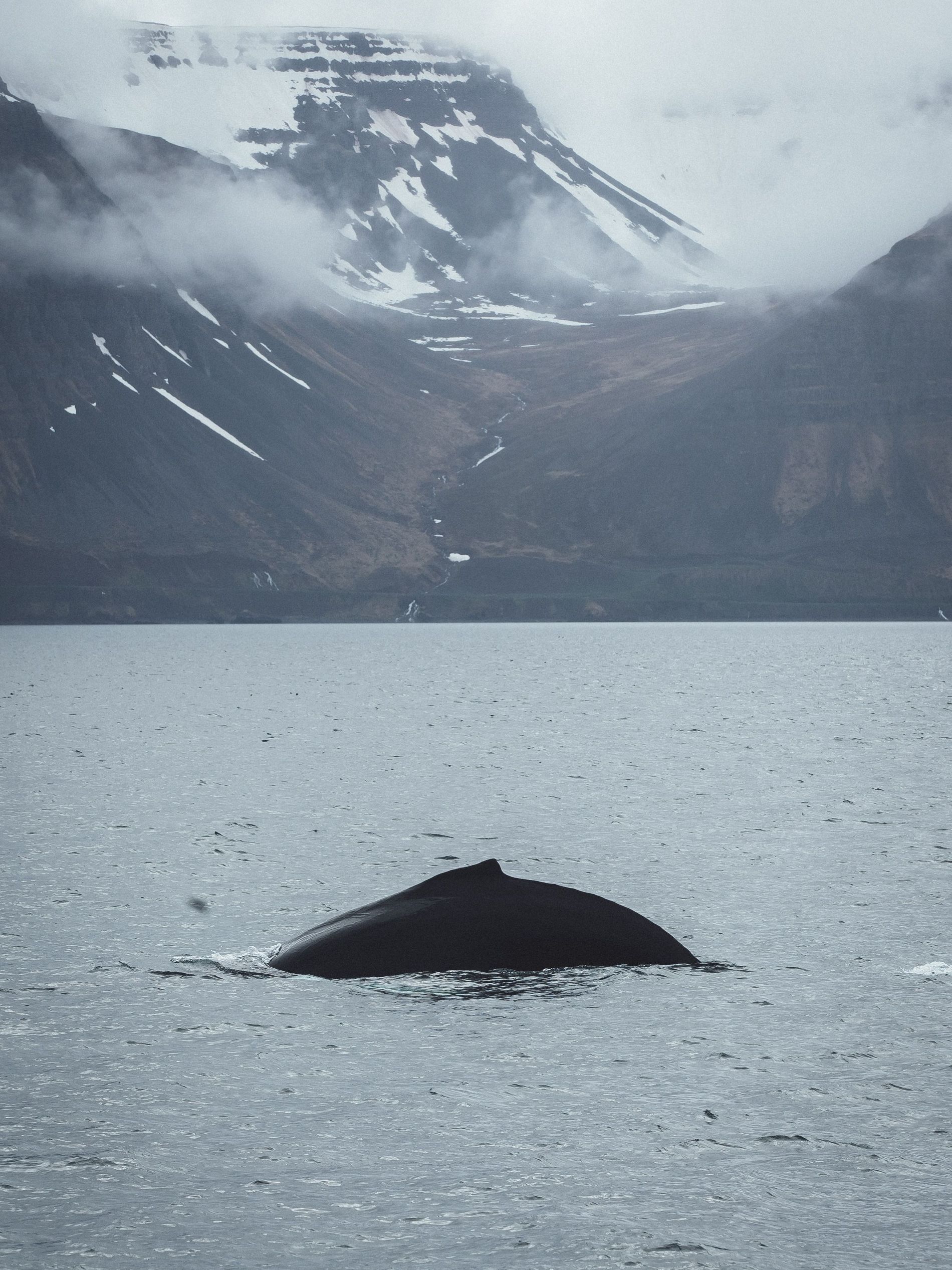 Whale Iceland  