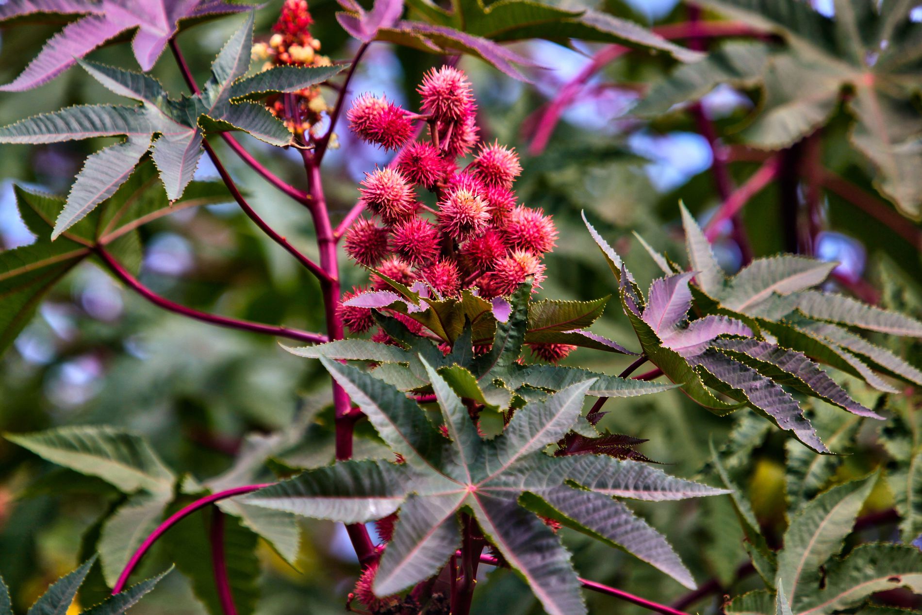 Red Castor Bean pods on a castor oil plant (Ricinus communis) in Easter Island, Chile.