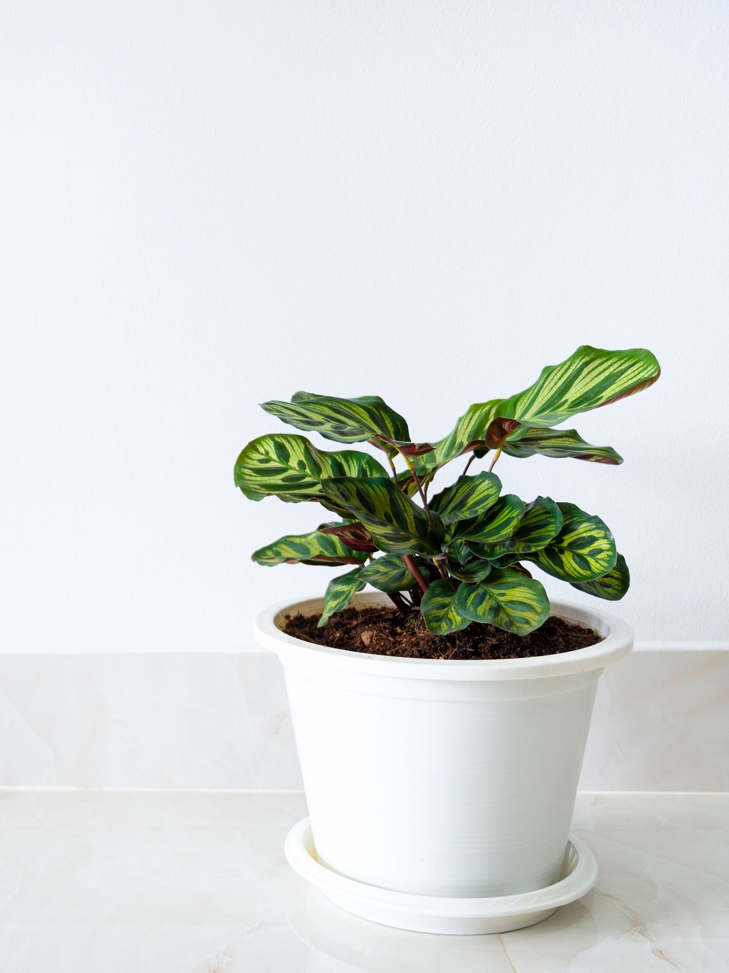 The 5 best plants to have at home Vogue Scandinavia