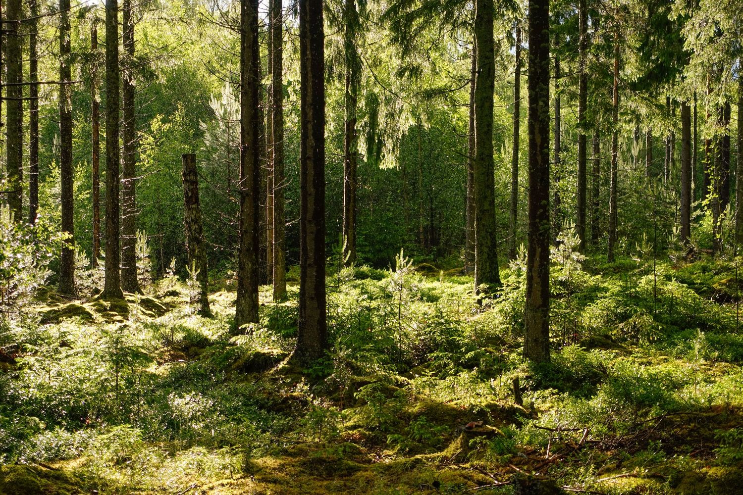 How to create a 'forest bathing' ritual at home - Vogue Scandinavia