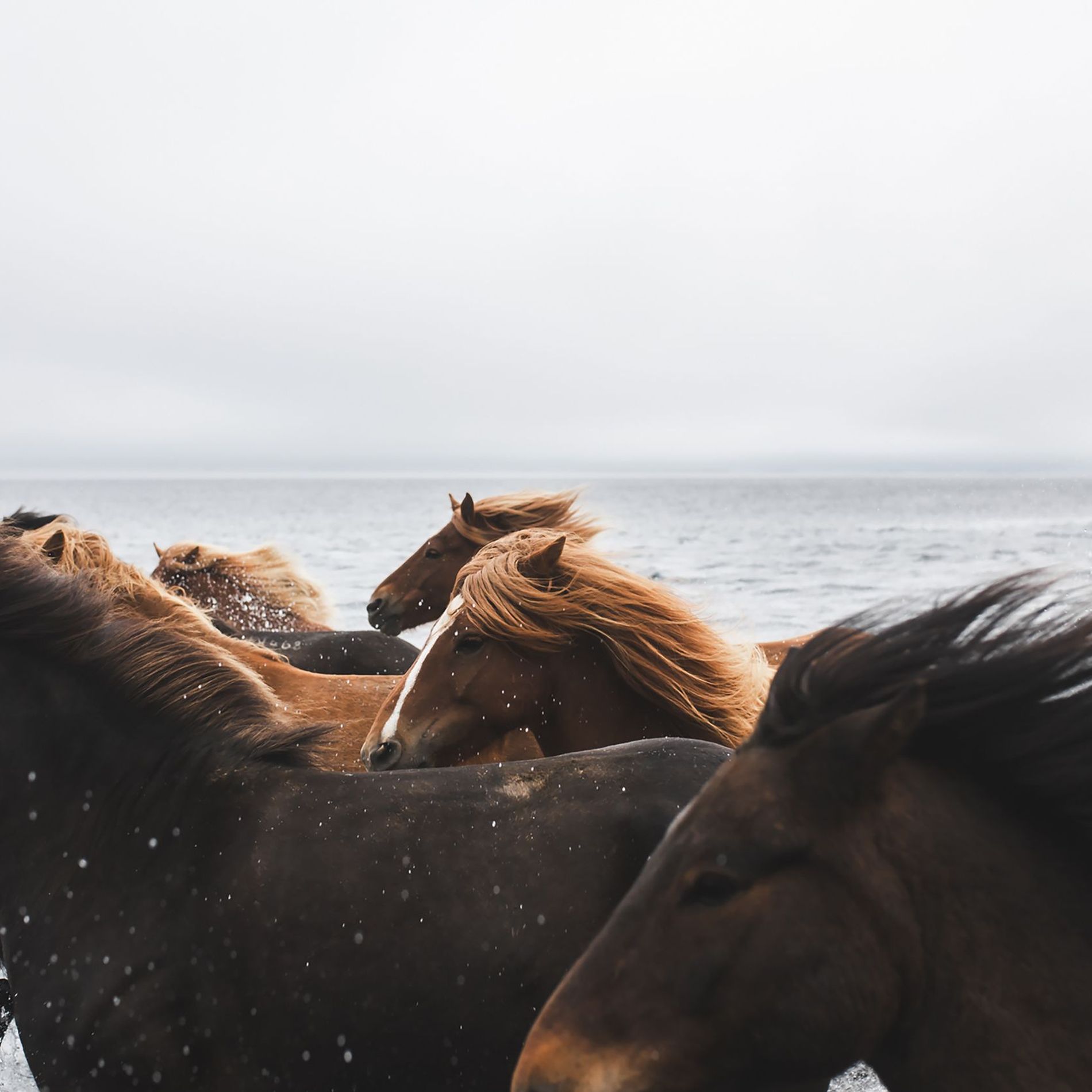 Icelandic horses running