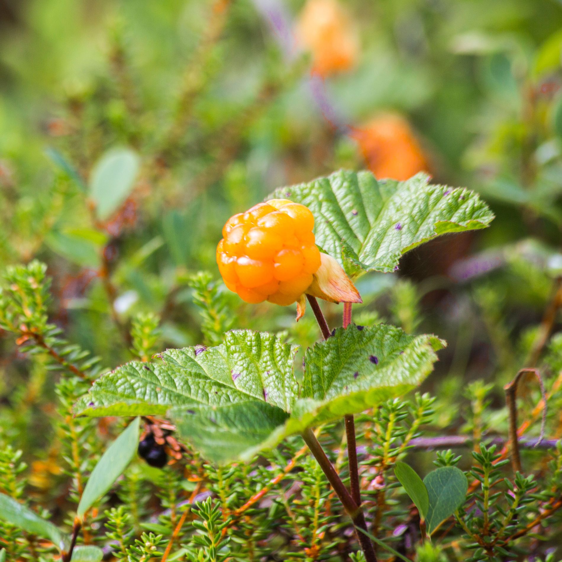 Cloudberries