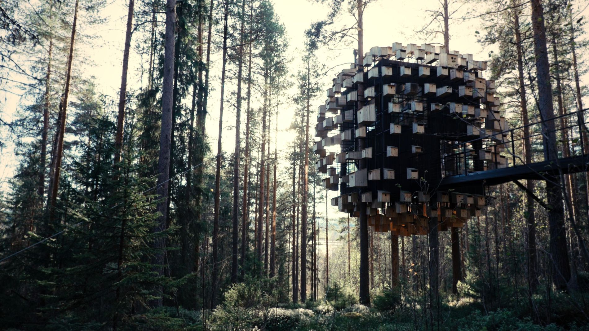 The biosphere room at Tree Hotel