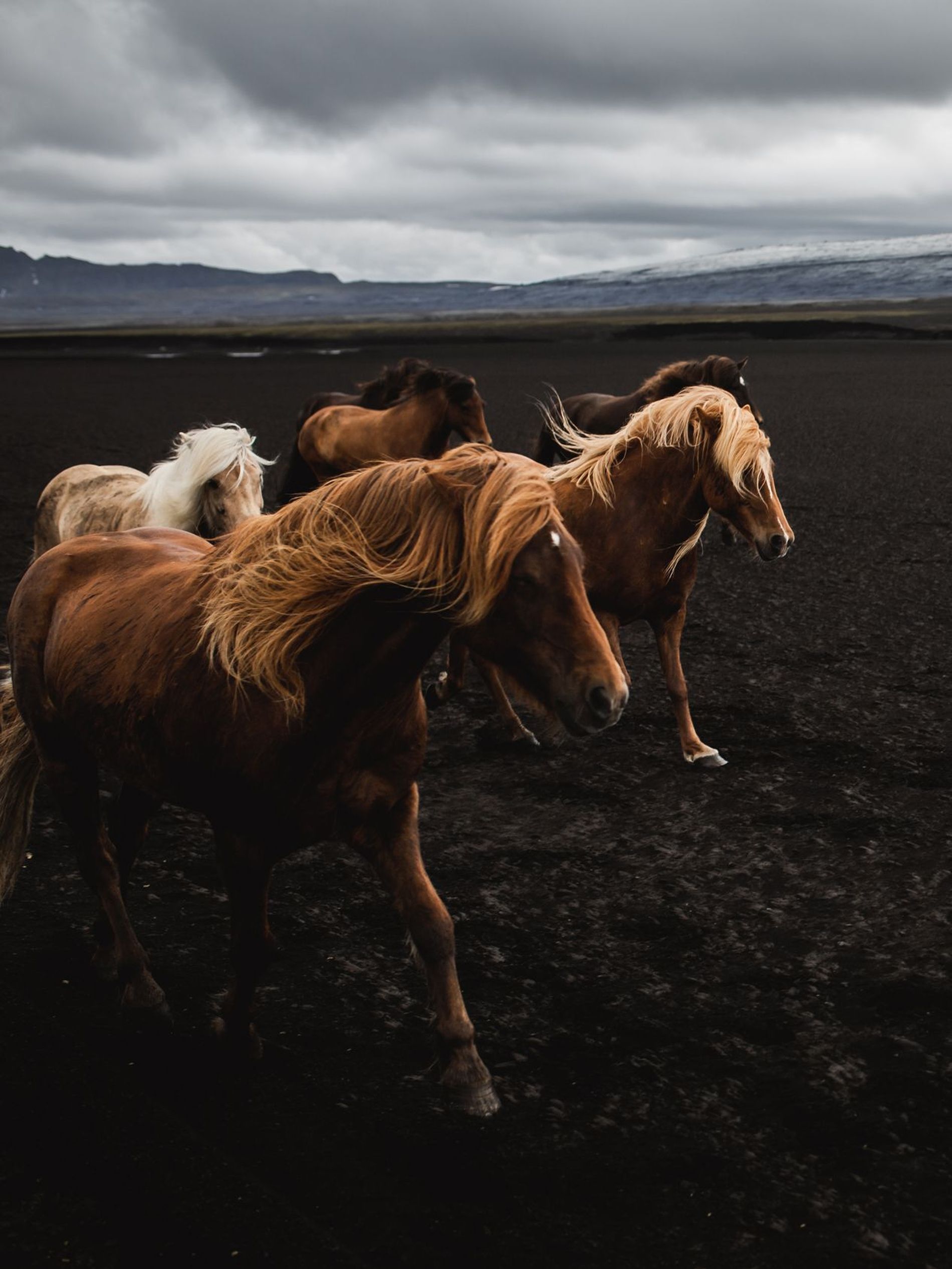 Icelandic horses running