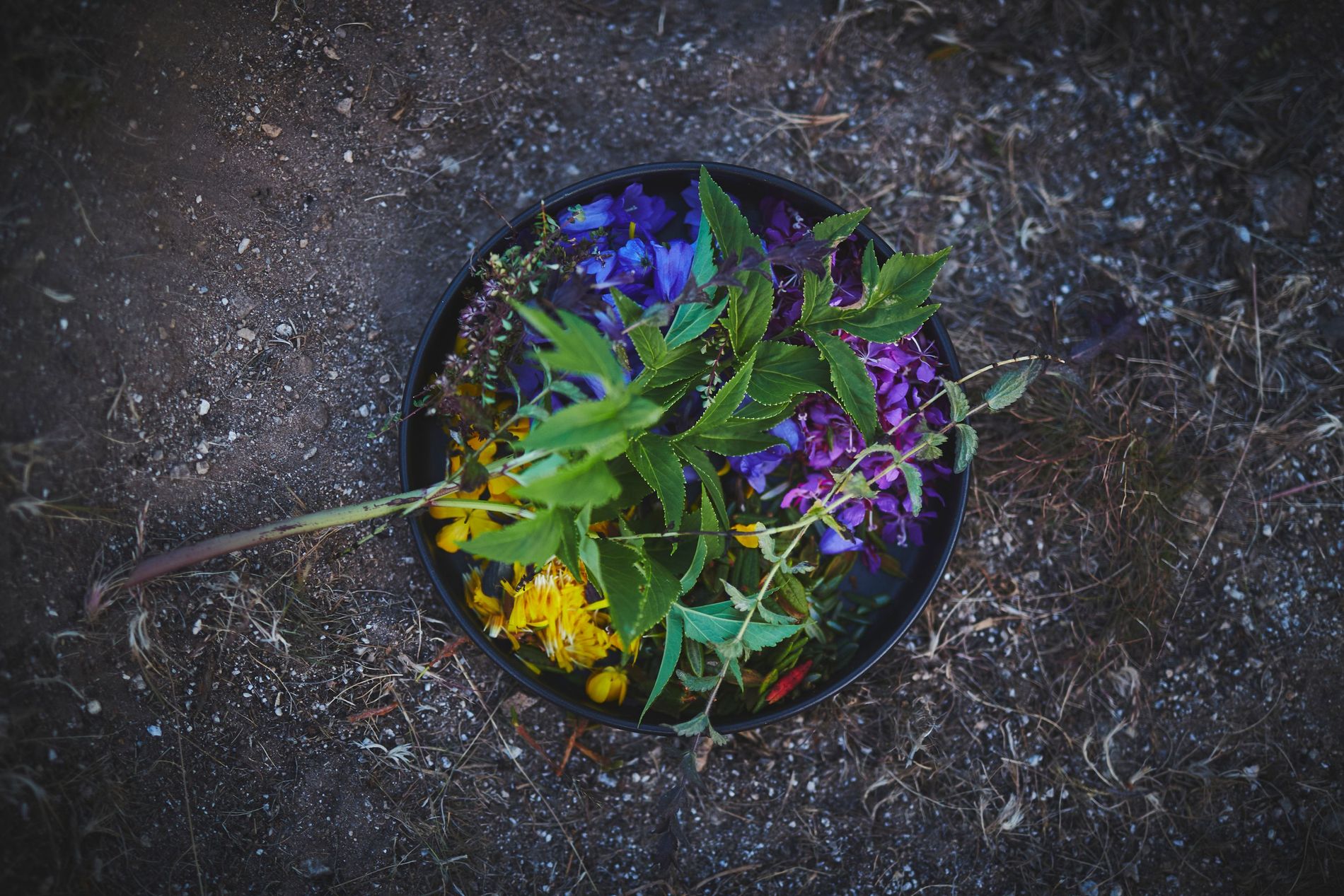 A bowl of vibrant wild plants at Tasermiut Camp in Greenland