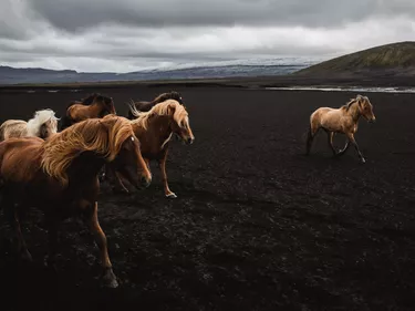 Icelandic horses running