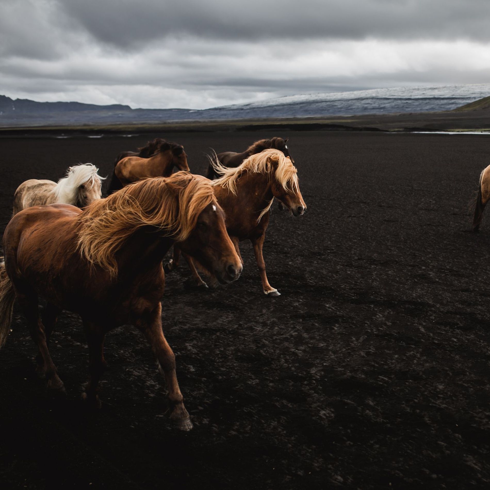 Icelandic horses running