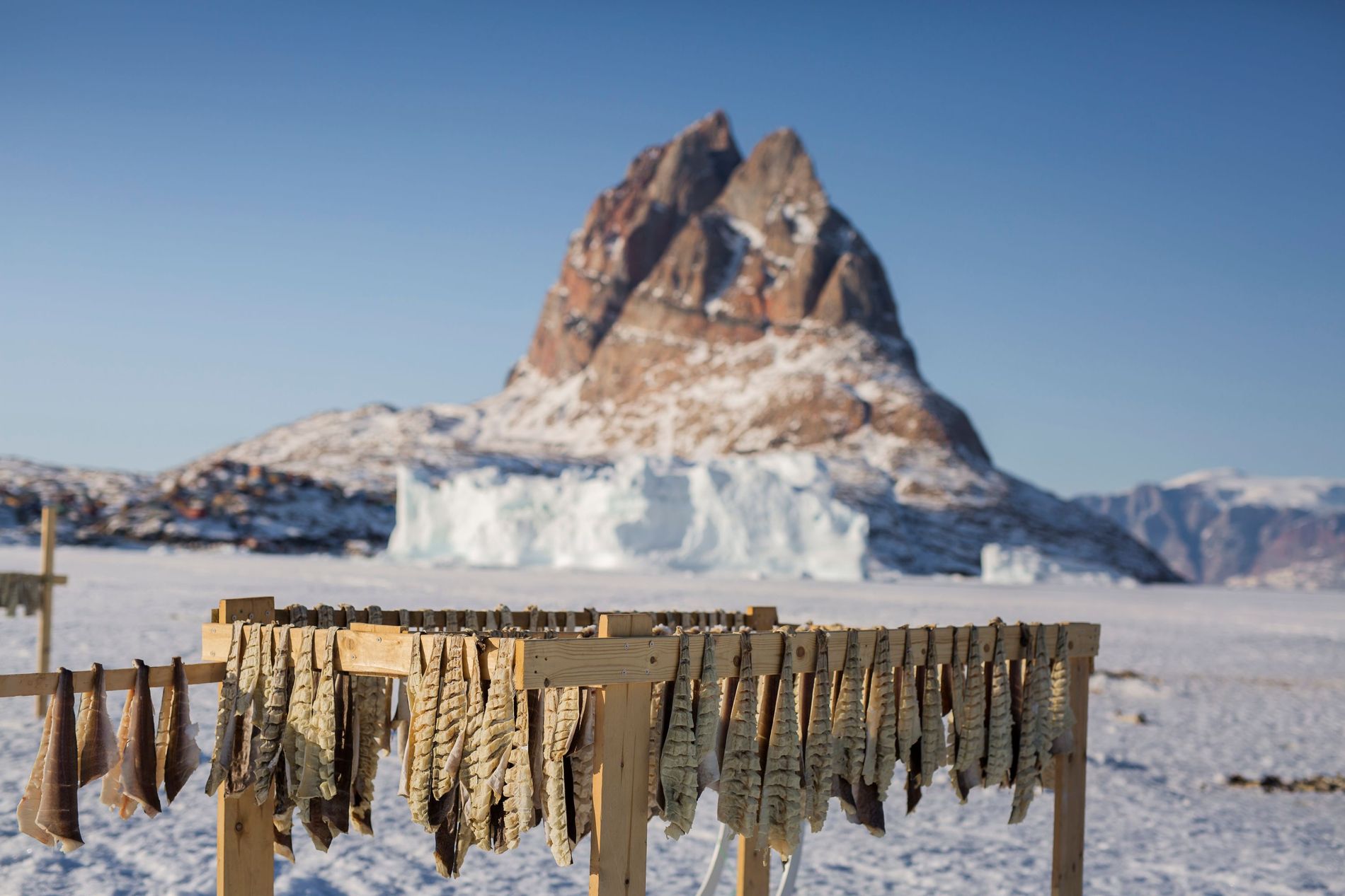 Freshly caught seafood being air-dried in front of a snowy mountain peak in Greenland