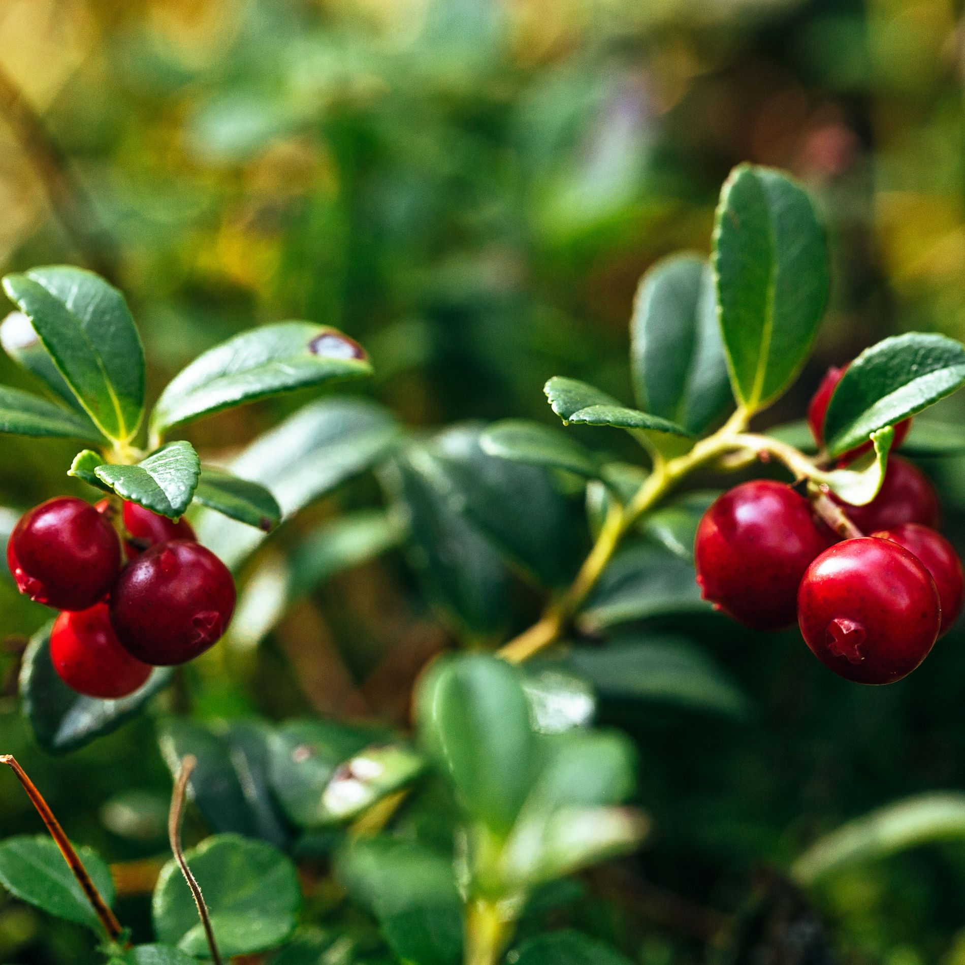 Lingonberries