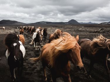 Icelandic horses running