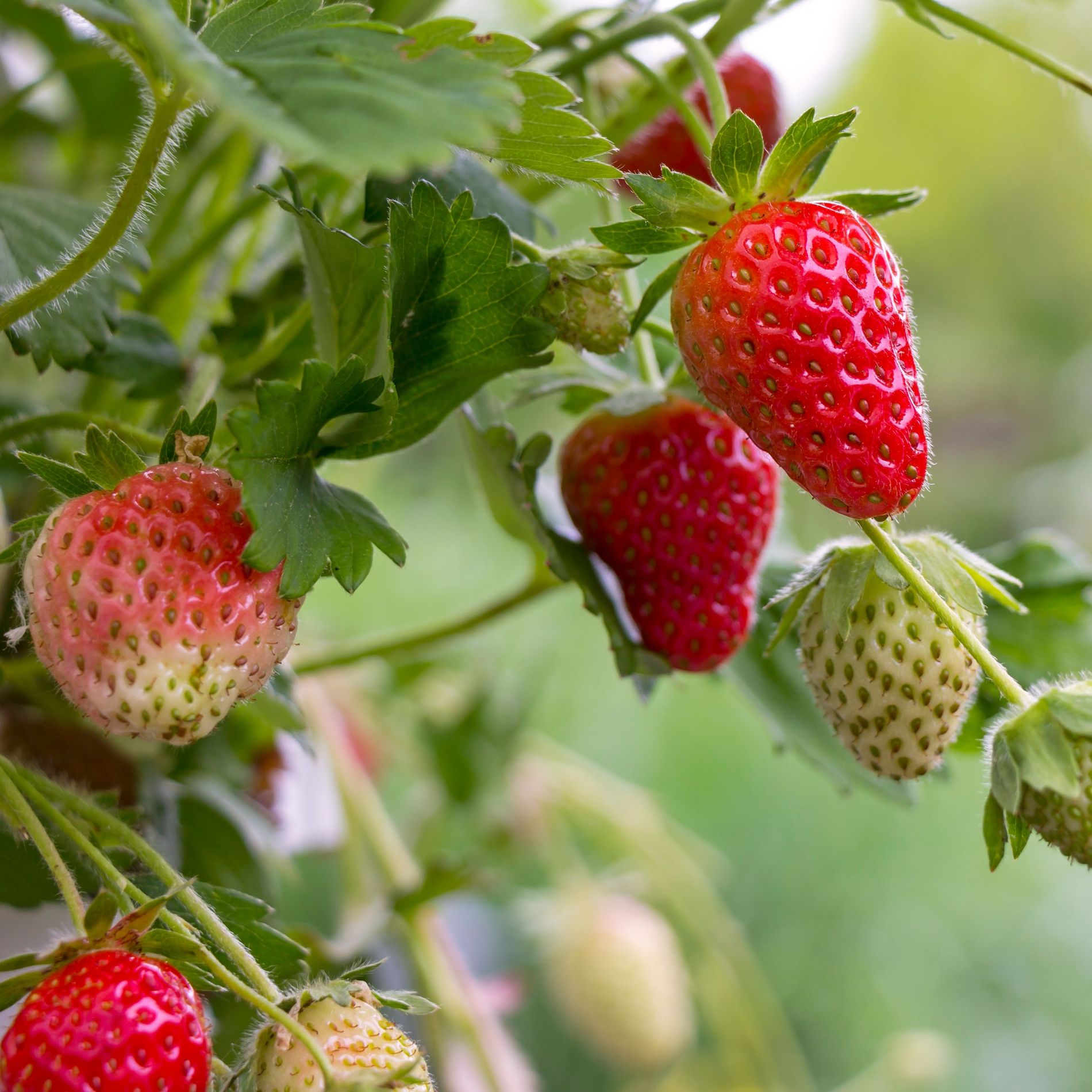 Wild strawberries