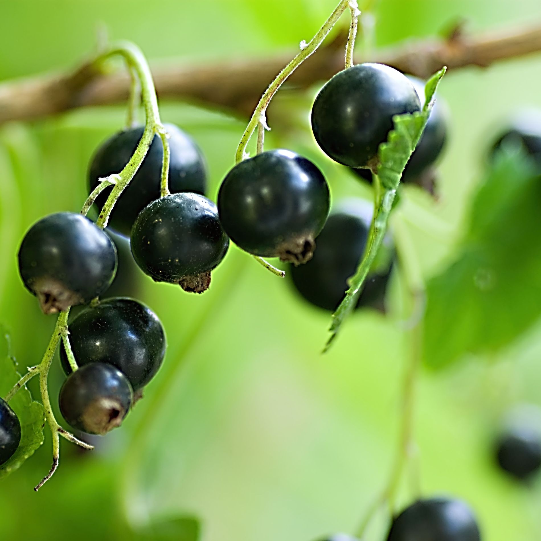 Blackcurrants