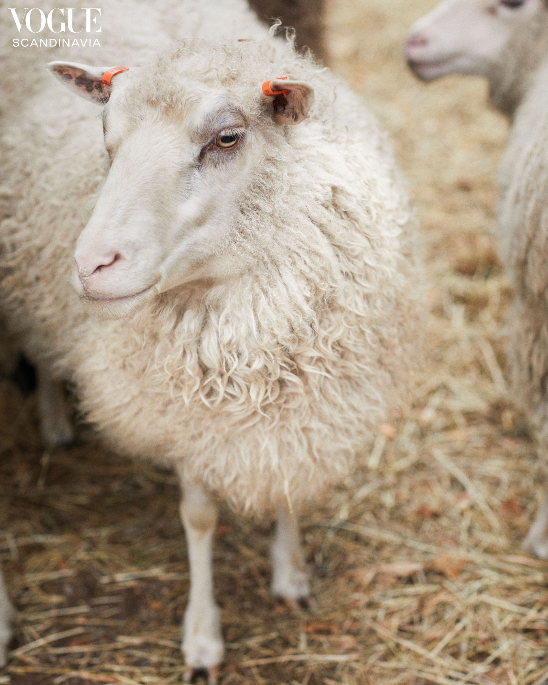 Finnsheep at Myssyfarmi's farm