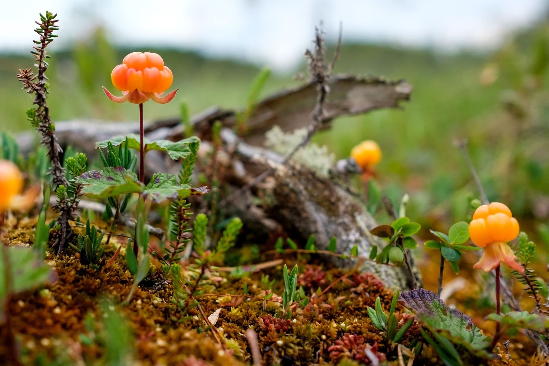 cloudberry cloudberries