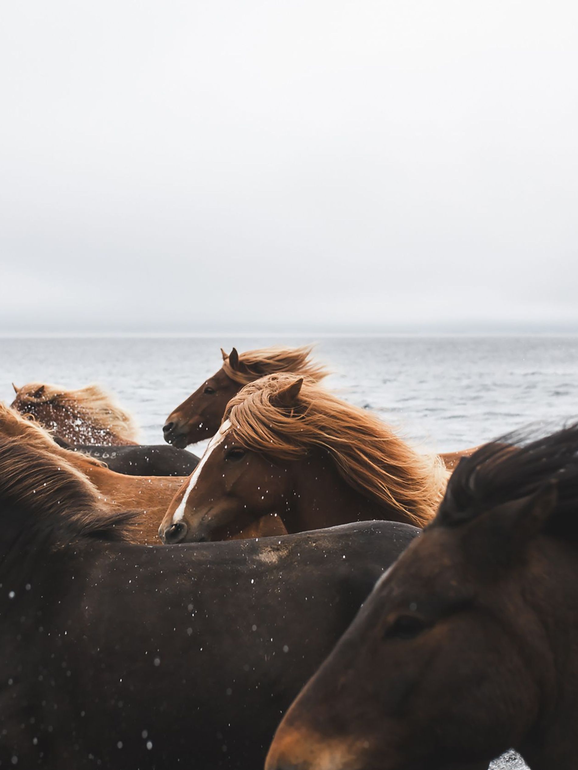 Icelandic horses running