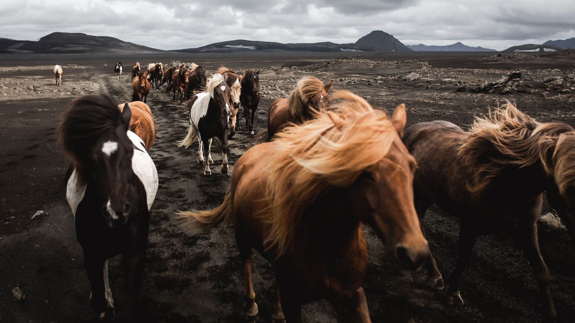 Icelandic horses running