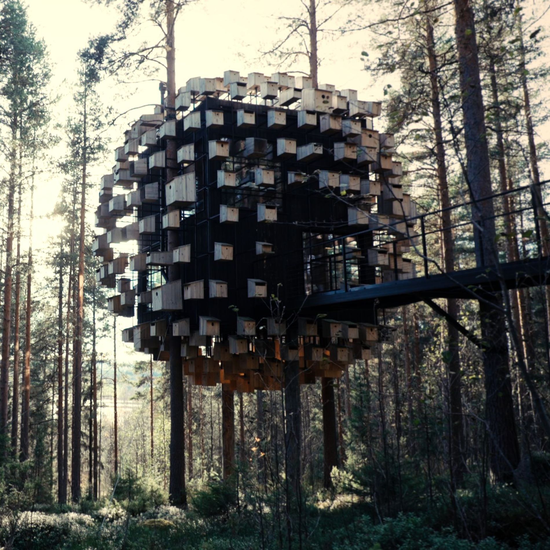 The biosphere room at Tree Hotel