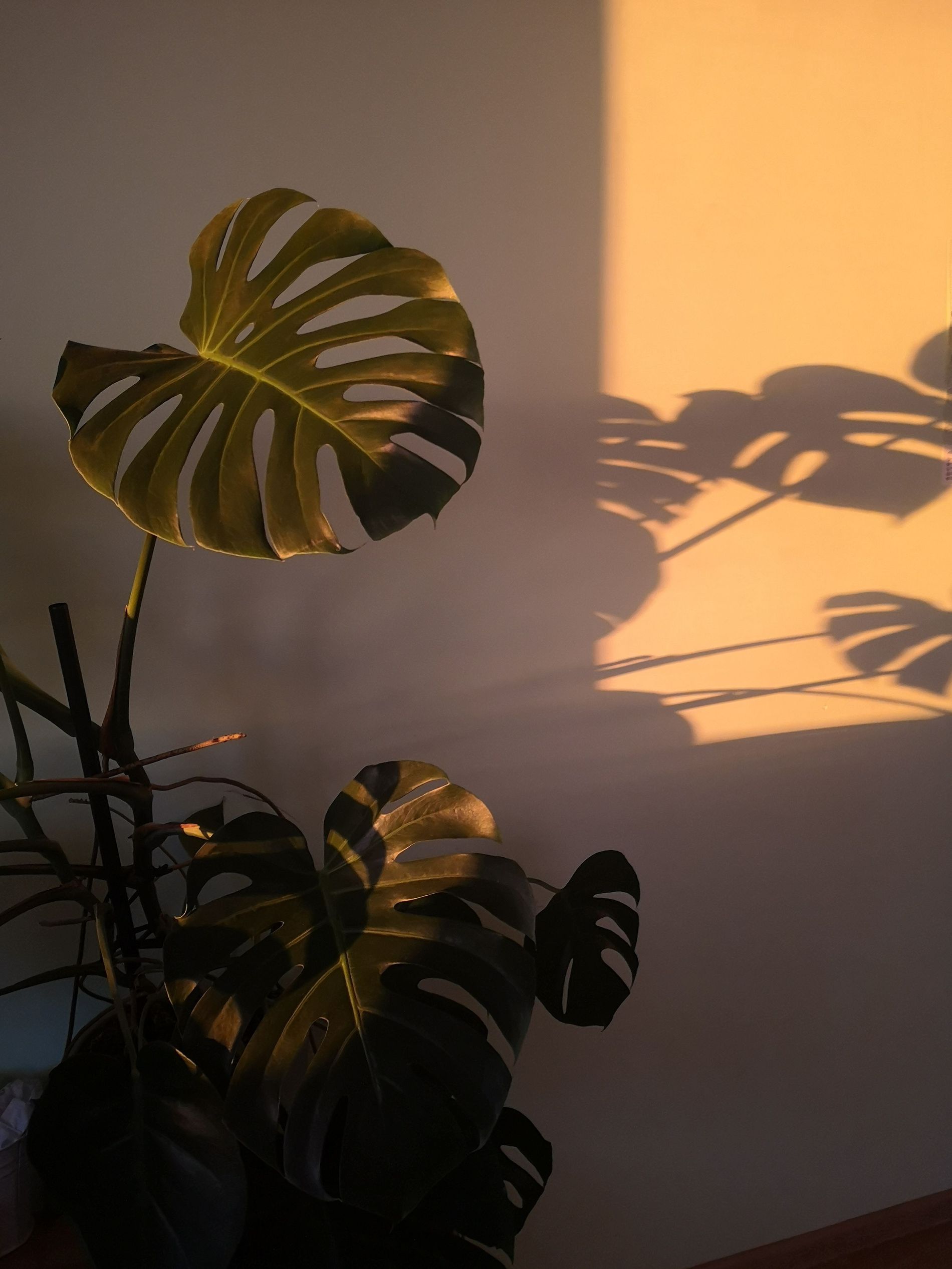Indoor Plant Sunlight