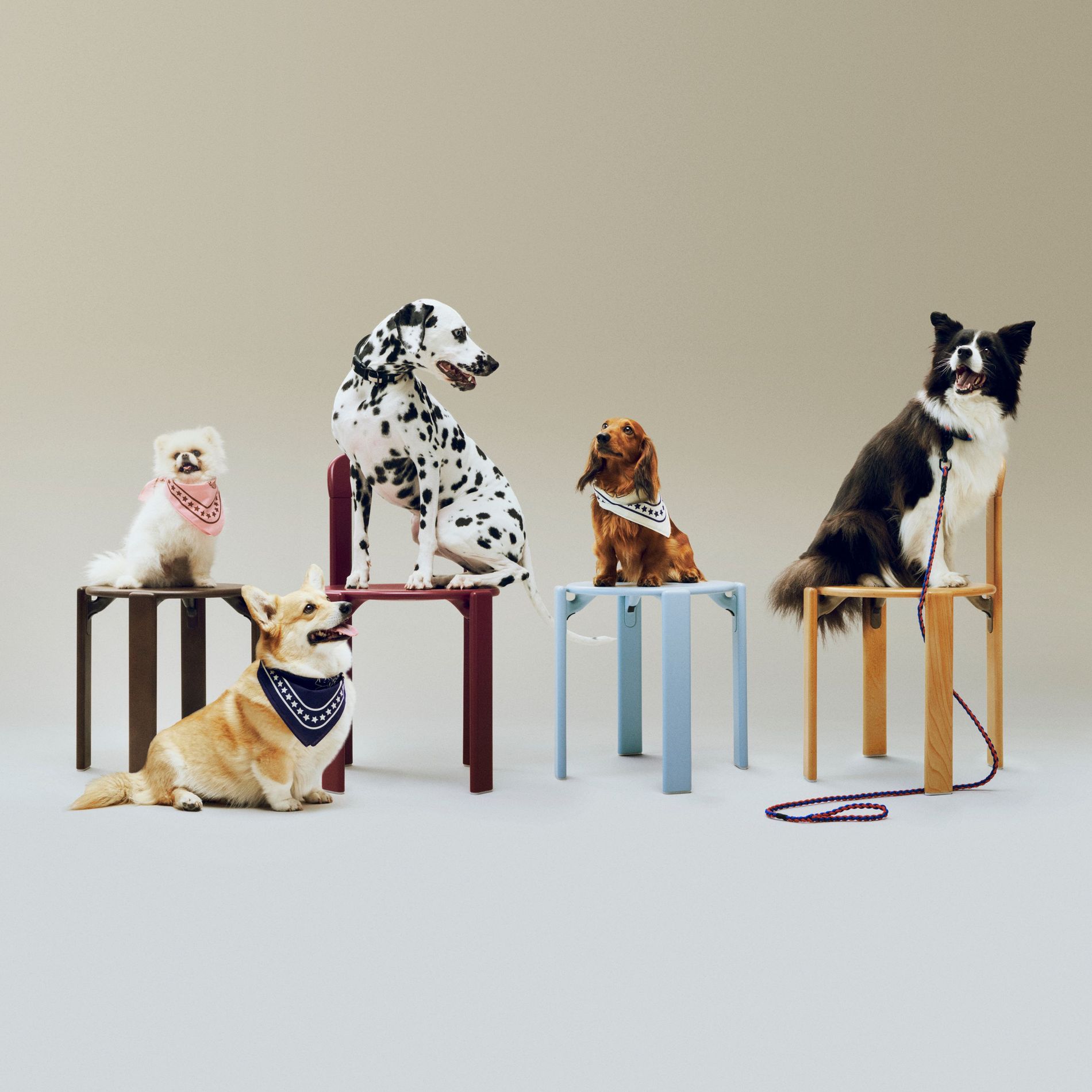 Hay Dogs collection