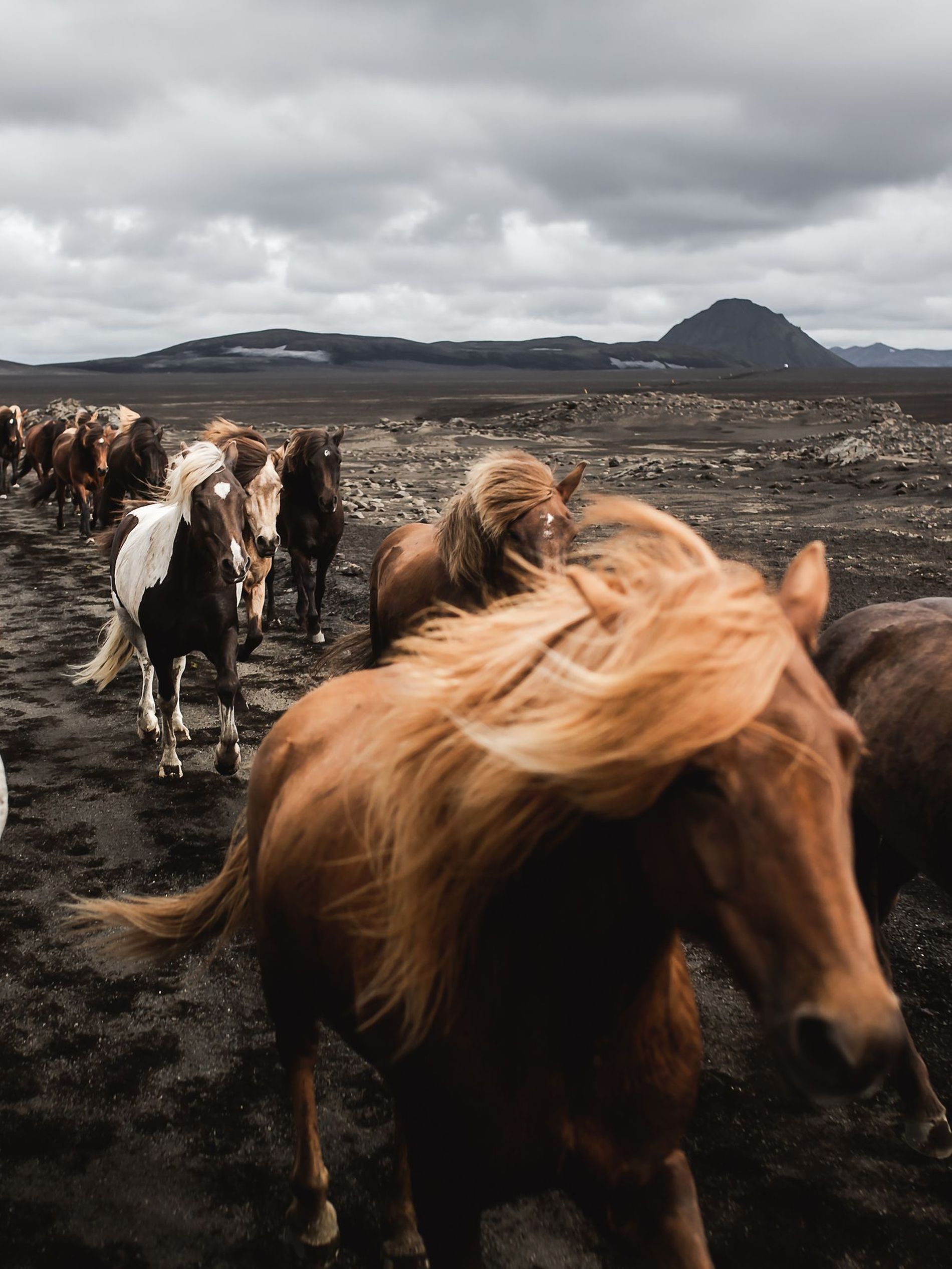 Icelandic horses running