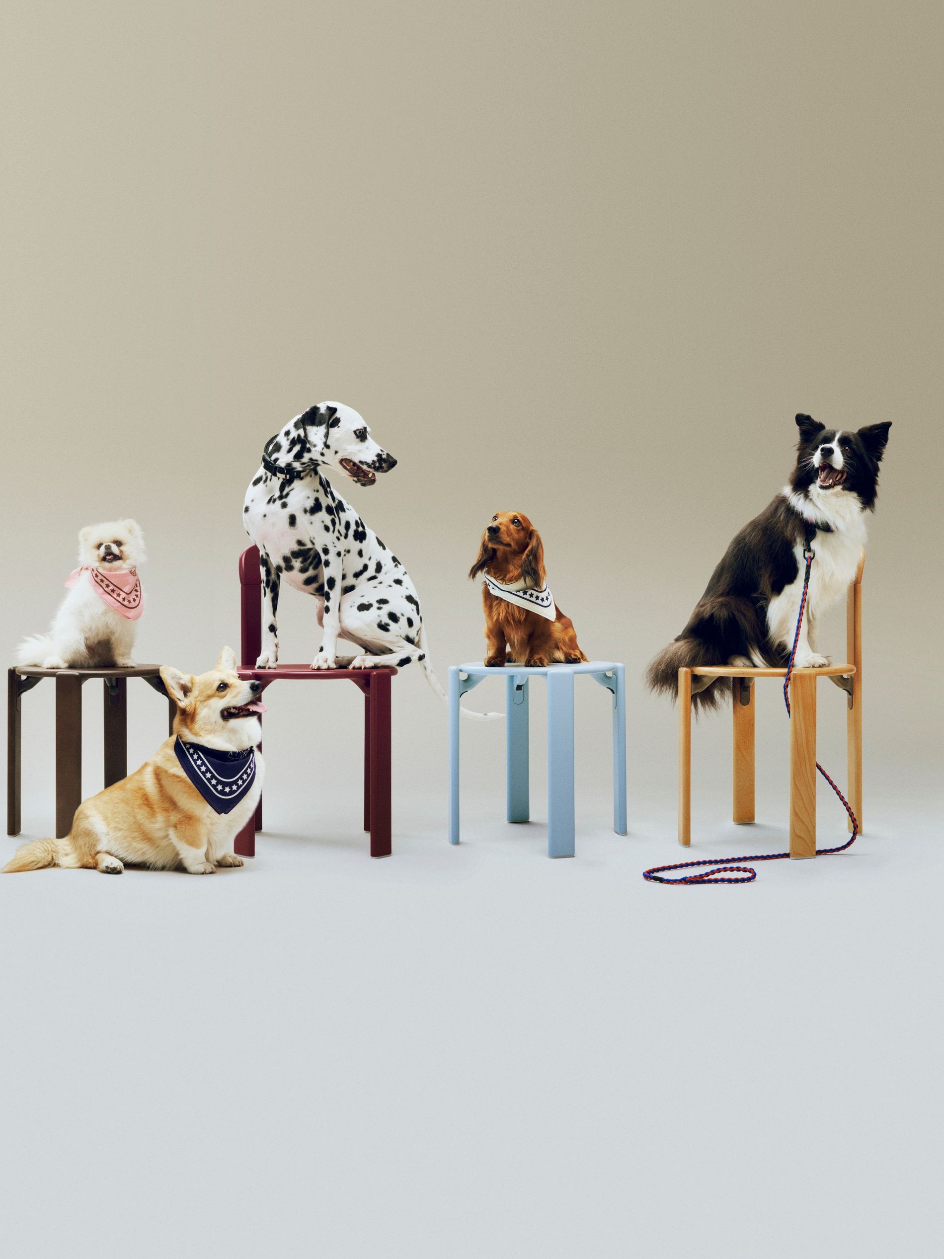 Hay Dogs collection